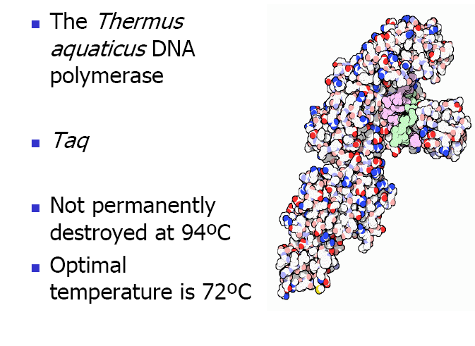 Taq POLIMERÁZ A Thermus aquaticus polimeráz Nem