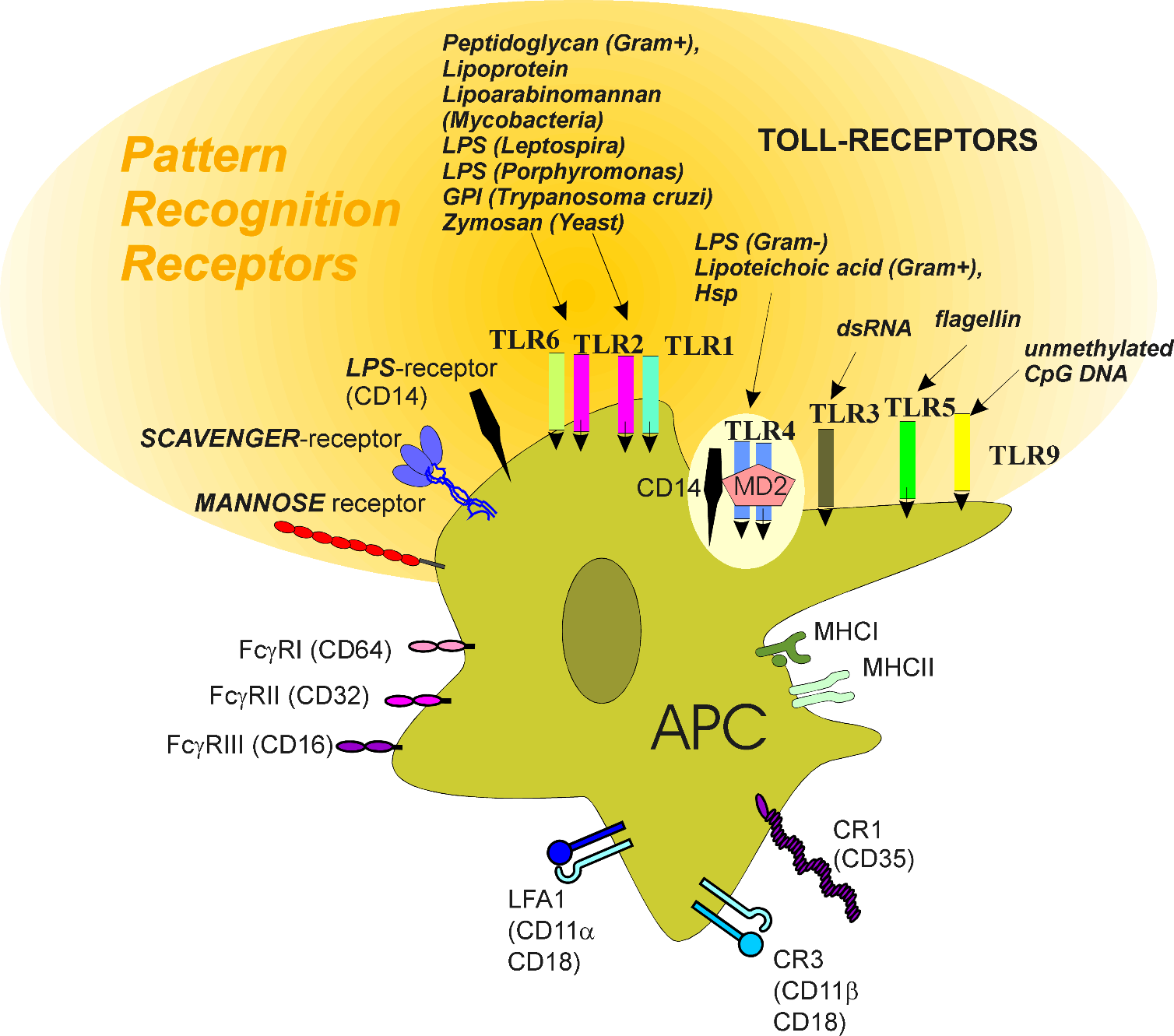 PRR (pattern recognition receptors) membránstruktúrák APC-ken patogén asszociált molekuláris mintázat