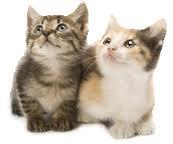 Sepicat Natural macskaalom Sepiolit alapú, könnyű, 99,5%-ban pormentes, higiénikus, nem csomósodó macskaalom, mely természetes, higiénikus és kiváló nedvesség- és szagmegkötő tulajdonsággal