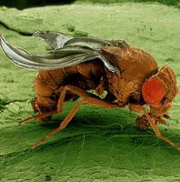 fajuk ismert; Drosophila melanogaster - ecetmuslica a genetika és a fejlődéstan egyik legfontosabb kísérleti