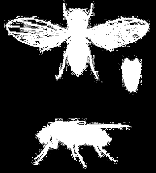 Drosophilidae - harmatlegyek kisméretű, pirosszemű, rövid szájszervű legyek, a lárva erjedő anyagokon vagy