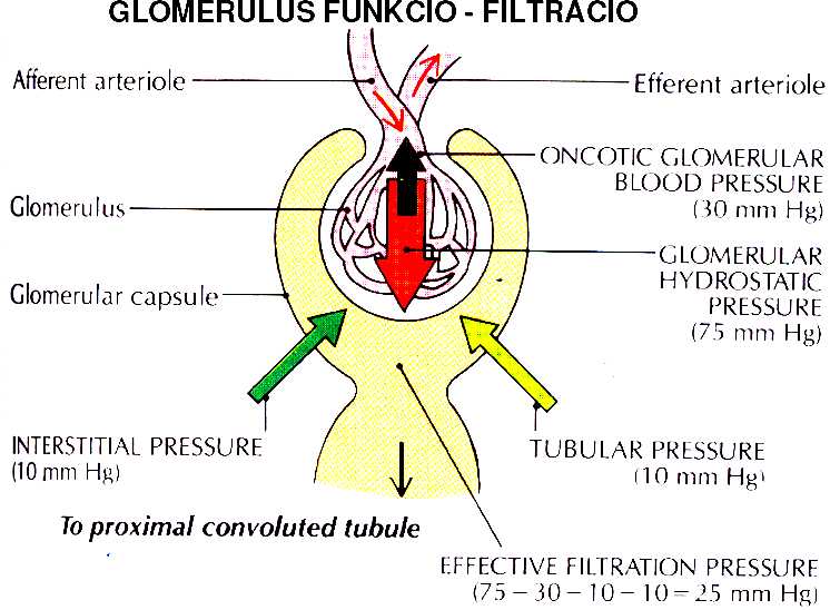 FUNKCIÓJA: VESE: Vizelet képzés: Glomerulus működés eredményeként - Filtráció / szűrlet képzés Tubulus működés - Reabszorpció