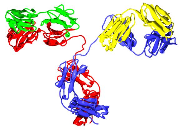 III. Műszeres analitika D. Immunanalitika 2. Az ellenanyag 2. AZ ELLENANYAG 2.1.