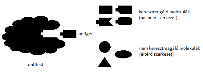 III. Műszeres analitika D. Immunanalitika 2. Az ellenanyag Az ellenanyag a neki megfelelő antigénnel komplexet képez.