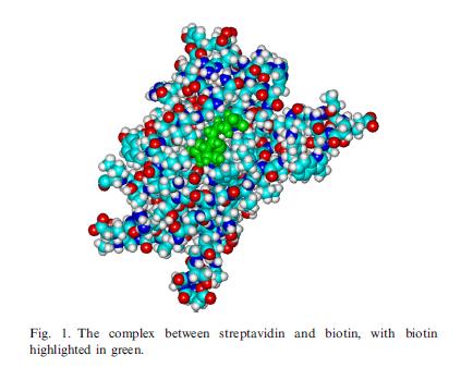 III. Műszeres analitika D. Immunanalitika 2. Az ellenanyag 2.4.2 ábra. A biotin kapcsolódása az avidin különböző aminosav csoportjaihoz az avidin-biotin komplexben (Hansen D. E.