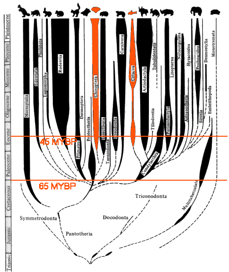 dominanciája; nyitvatermık,