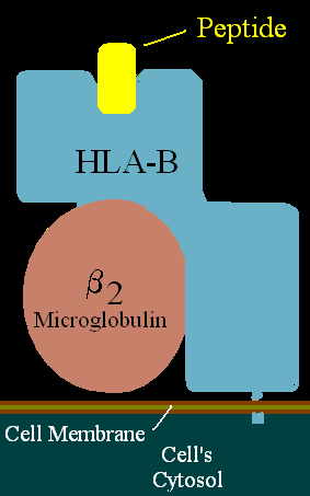 Human Leukocyta Antigén B*27 (szubtípusok B*2701-2728 között jelölve) MHC (Major histocompablity