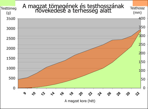 TANÁRI ÚTMUTATÓ Az egyedfejlődés... 63 A méhlepény másik fontos funkciója, hogy különféle hormonokat termel. Ezek az úgynevezett koriongonadotropinok, szerepük a terhesség állapotának fenntartása.