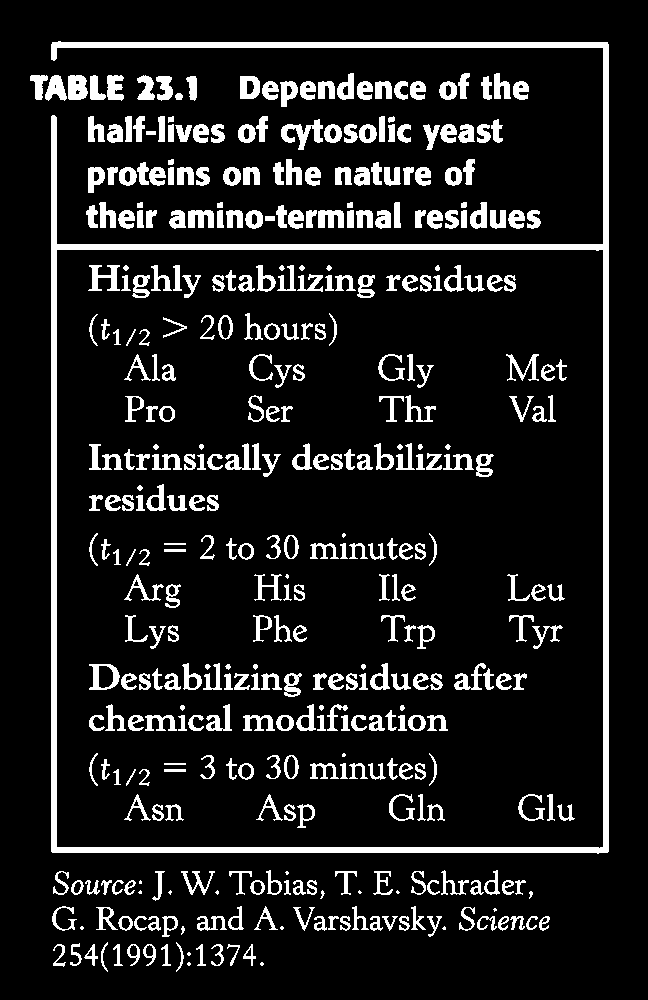 A sejtekben található fehérjék meghatározott idő után lebomlanak és újraszintetizálódnak. Minden fehérjére jellemző a féléletideje.