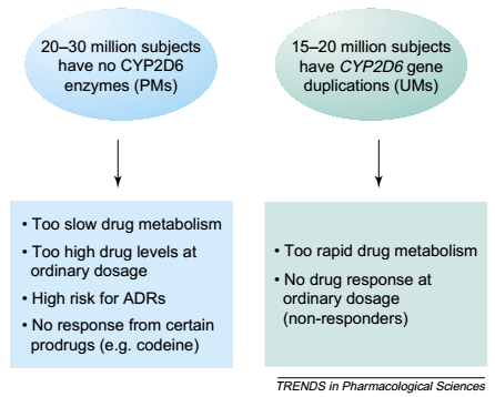 CYP polimorfizmusok Klinikai szempontból releváns polimorfizmusok: CYP2C, CYP2D Lassú, közepes, gyors és ultragyors metabolizálók Mellékhatás, ADR (adverse drug response)