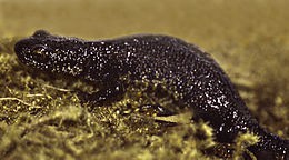 Tarajos gőte A tarajos gőte (Triturus cristatus) a kétéltűek (Amphibia) osztályának a farkos kétéltűek (Caudata) rendjéhez, ezen belül a szalamandrafélék (Salamandridae) családjához tartozó faj.