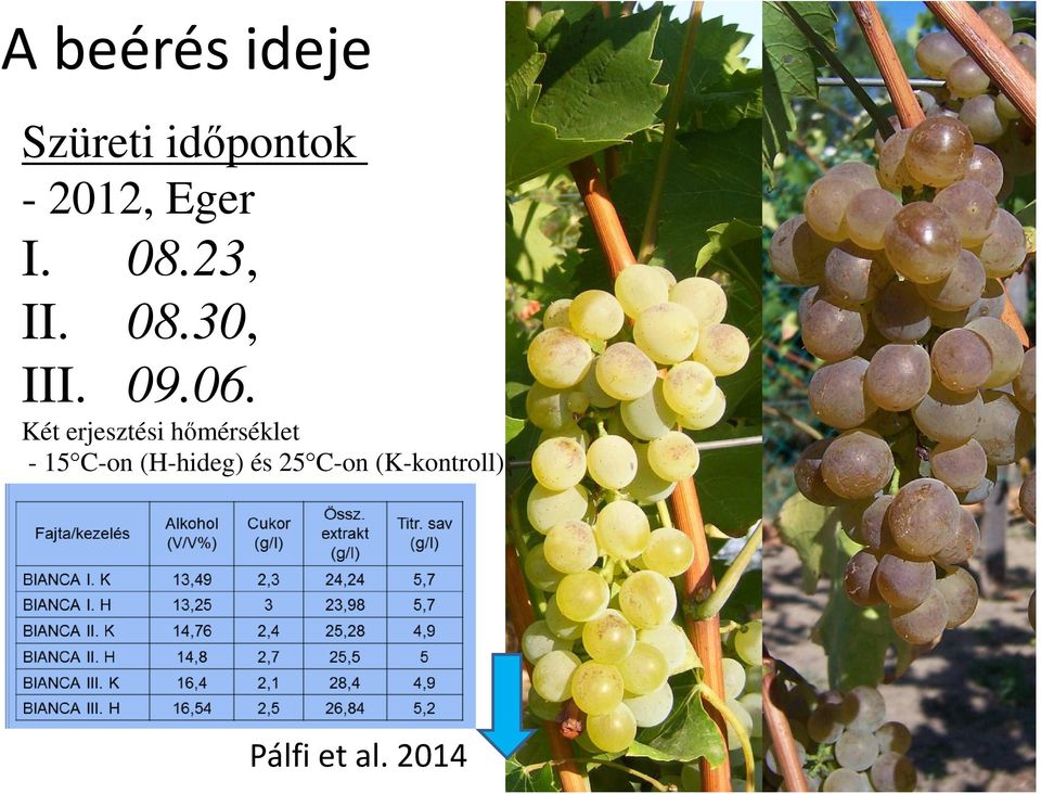 Két erjesztési hőmérséklet - 15 C-on