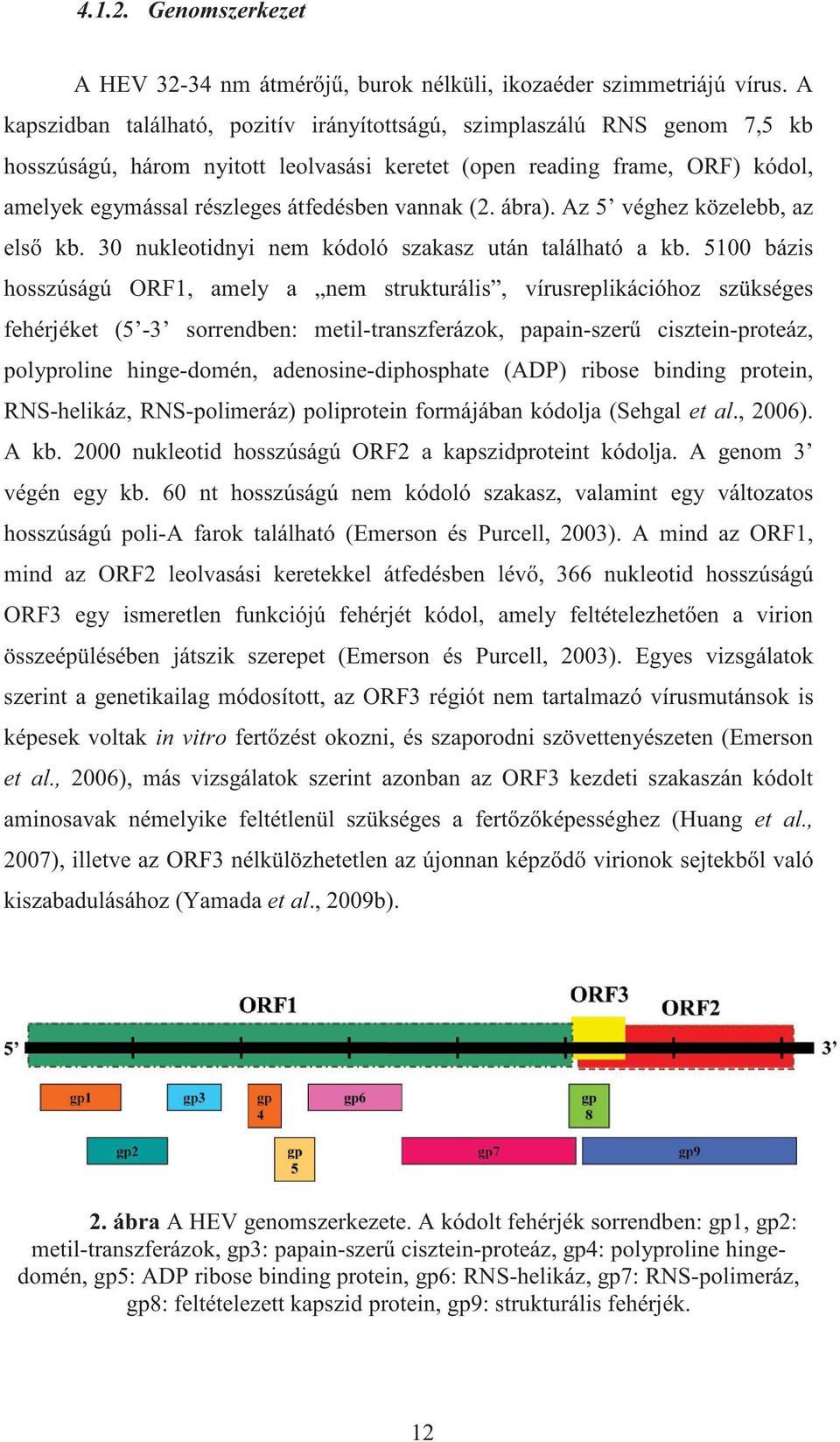 vannak (2. ábra). Az 5 véghez közelebb, az els kb. 30 nukleotidnyi nem kódoló szakasz után található a kb.