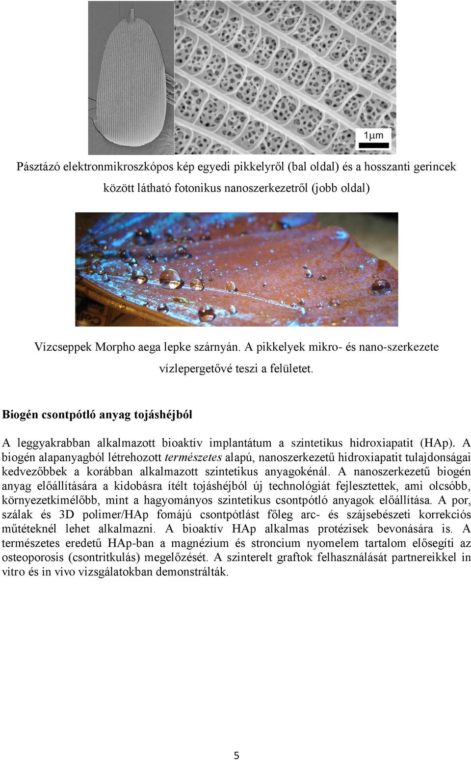 A biogén alapanyagból létrehozott természetes alapú, nanoszerkezetű hidroxiapatit tulajdonságai kedvezőbbek a korábban alkalmazott szintetikus anyagokénál.