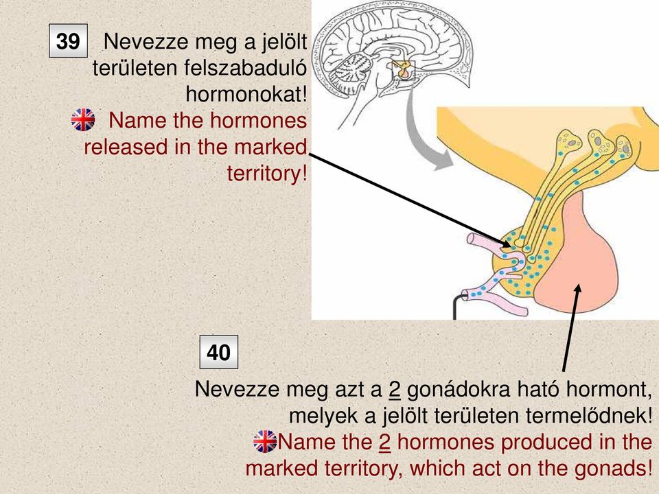 40 Nevezze meg azt a 2 gonádokra ható hormont, melyek a jelölt