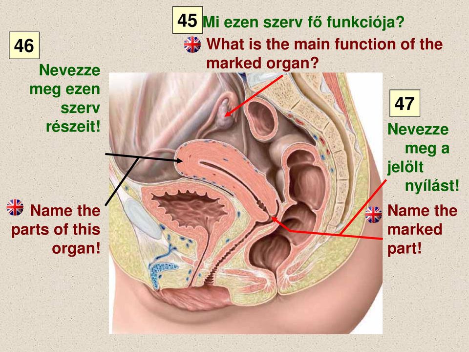 45 Mi ezen szerv fő funkciója?