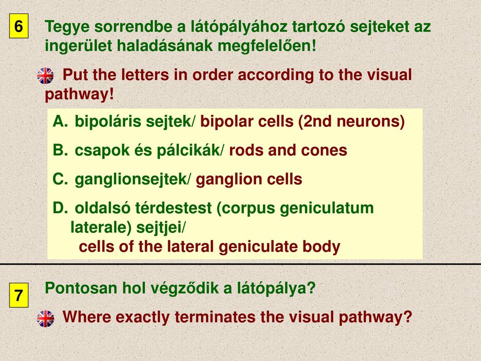 csapok és pálcikák/ rods and cones C. ganglionsejtek/ ganglion cells D.