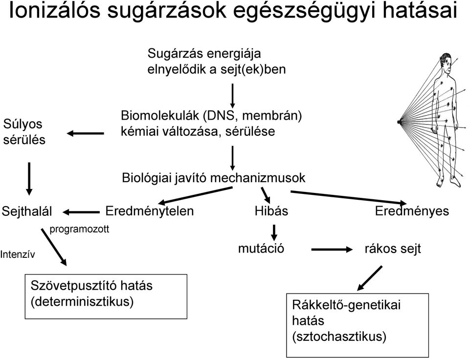 mechanizmusok Sejthalál Eredménytelen Hibás Eredményes programozott Intenzív mutáció