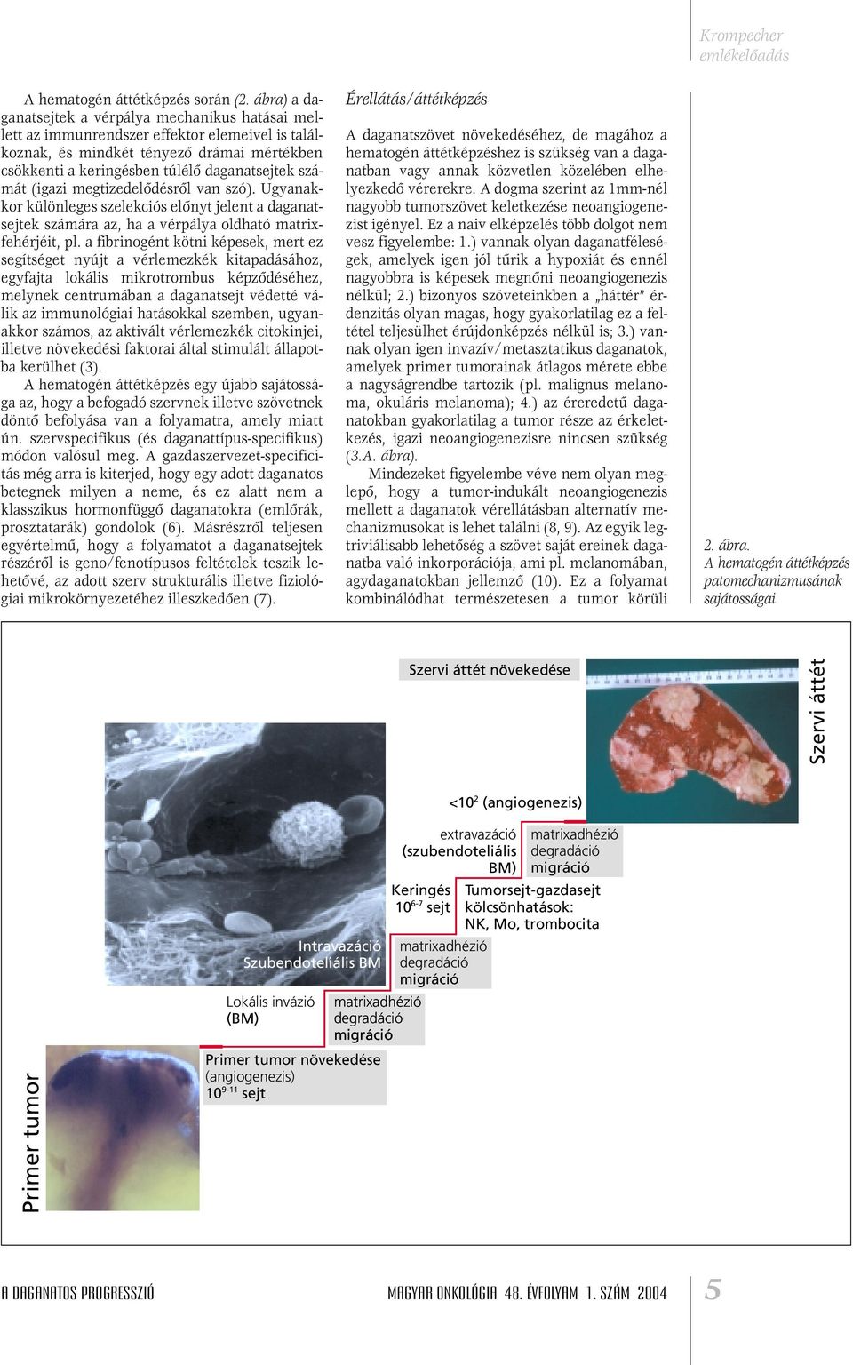 (igazi megtizedelôdésrôl van szó). Ugyanakkor különleges szelekciós elônyt jelent a daganatsejtek számára az, ha a vérpálya oldható matrixfehérjéit, pl.