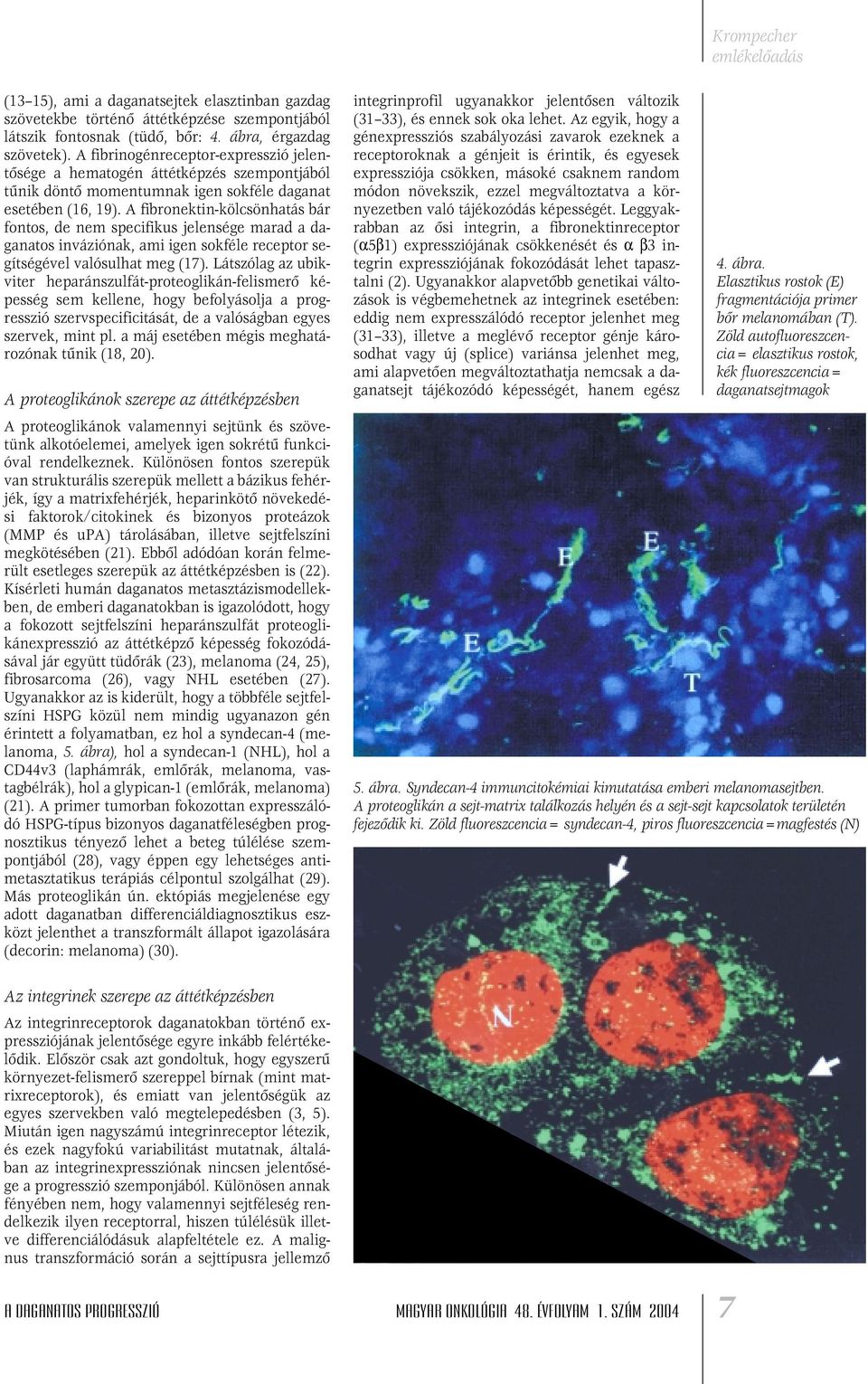 A fibronektin-kölcsönhatás bár fontos, de nem specifikus jelensége marad a daganatos inváziónak, ami igen sokféle receptor segítségével valósulhat meg (17).