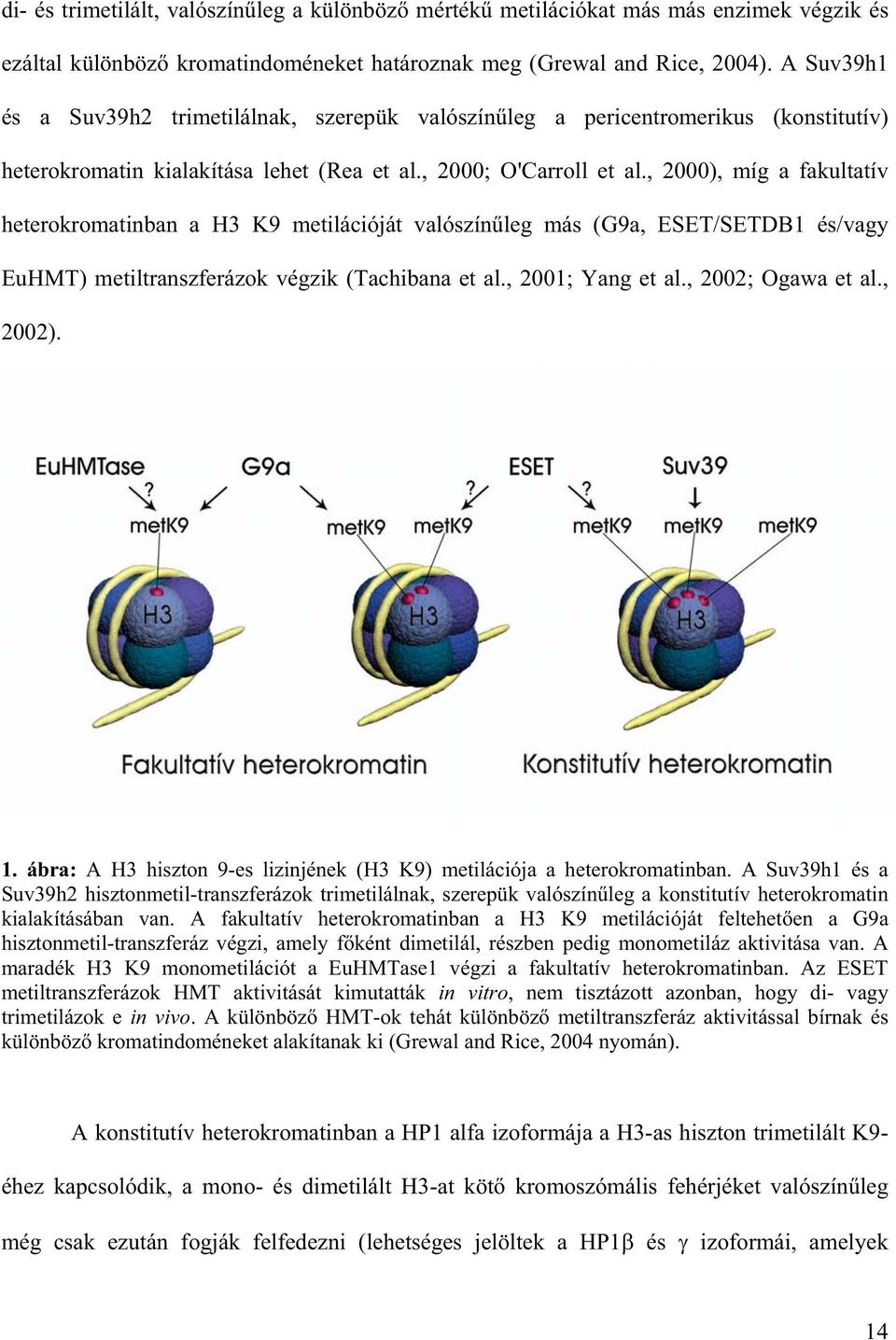 , 2000), míg a fakultatív heterokromatinban a H3 K9 metilációját valószín leg más (G9a, ESET/SETDB1 és/vagy EuHMT) metiltranszferázok végzik (Tachibana et al., 2001; Yang et al., 2002; Ogawa et al.