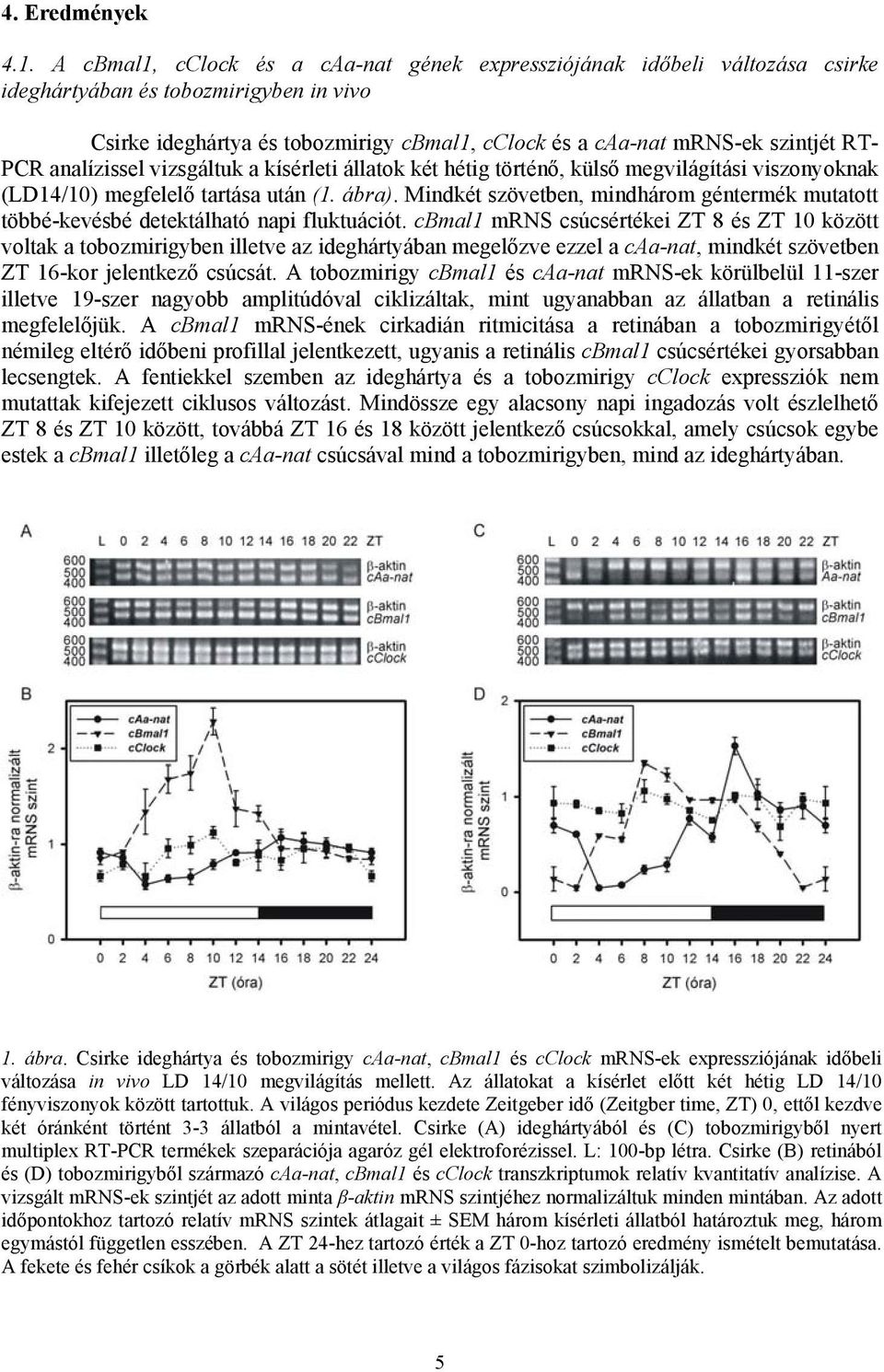 PCR analízissel vizsgáltuk a kísérleti állatok két hétig történő, külső megvilágítási viszonyoknak (LD14/10) megfelelő tartása után (1. ábra).