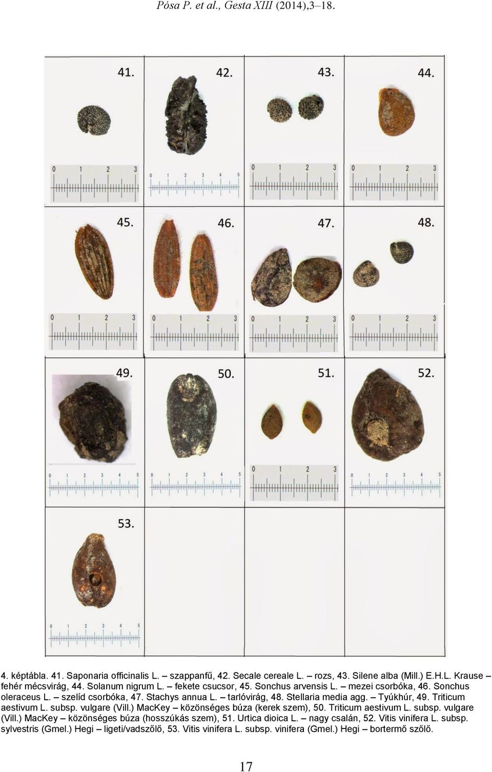 Triticum aestivum L. subsp. vulgare (Vill.) MacKey közönséges búza (kerek szem), 50. Triticum aestivum L. subsp. vulgare (Vill.) MacKey közönséges búza (hosszúkás szem), 51.
