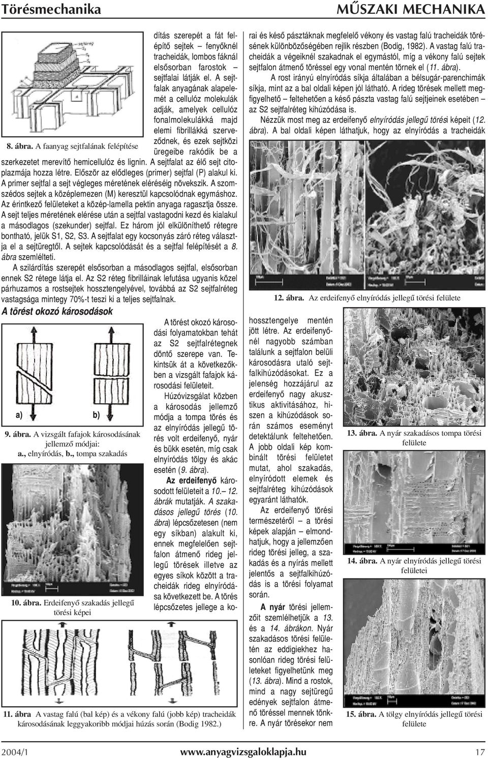 hemicellulóz és lignin. A sejtfalat az élõ sejt citoplazmája hozza létre. Elõször az elõdleges (primer) sejtfal (P) alakul ki. A primer sejtfal a sejt végleges méretének eléréséig növekszik.