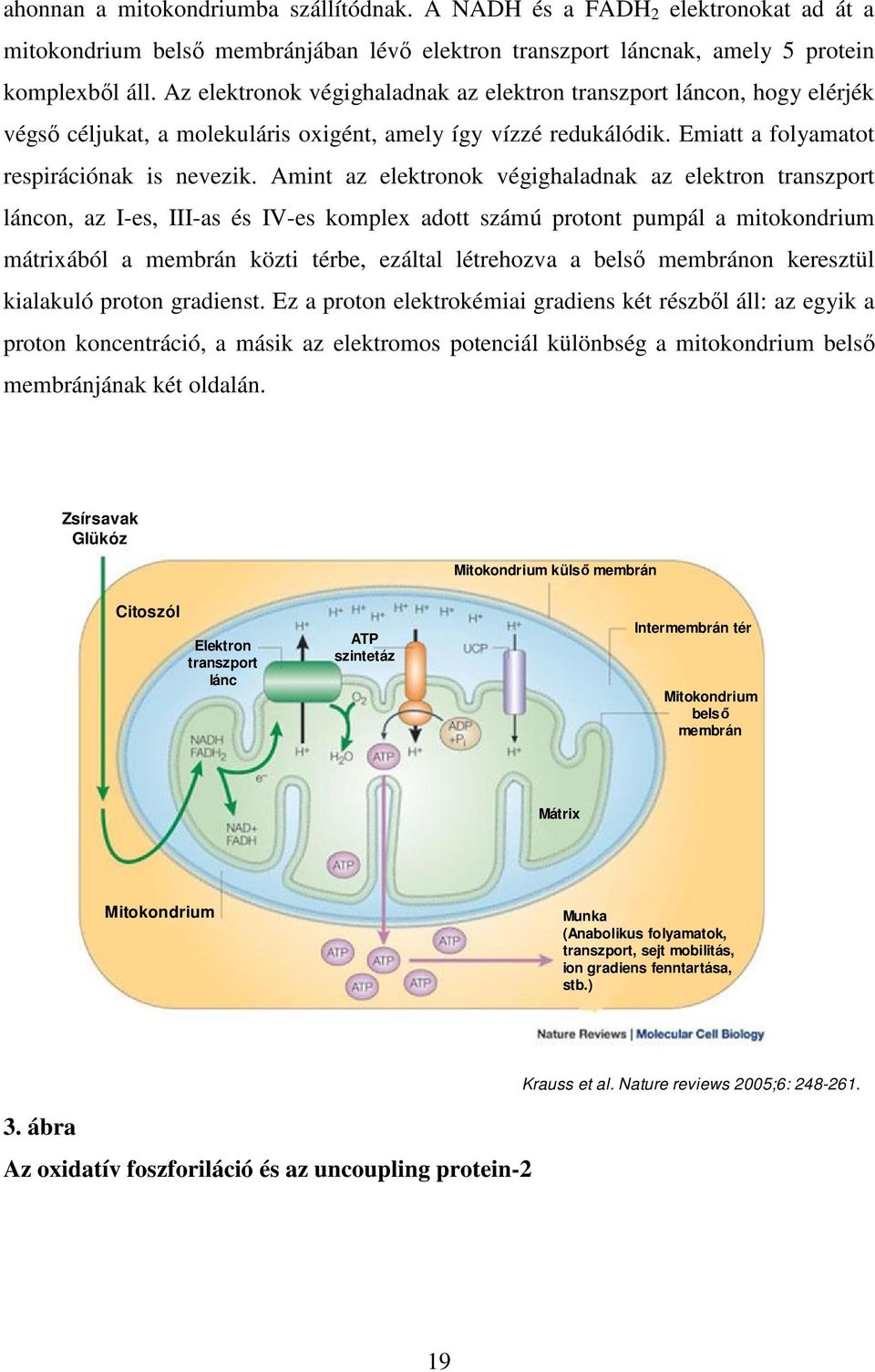 Amint az elektronok végighaladnak az elektron transzport láncon, az I-es, III-as és IV-es komplex adott számú protont pumpál a mitokondrium mátrixából a membrán közti térbe, ezáltal létrehozva a