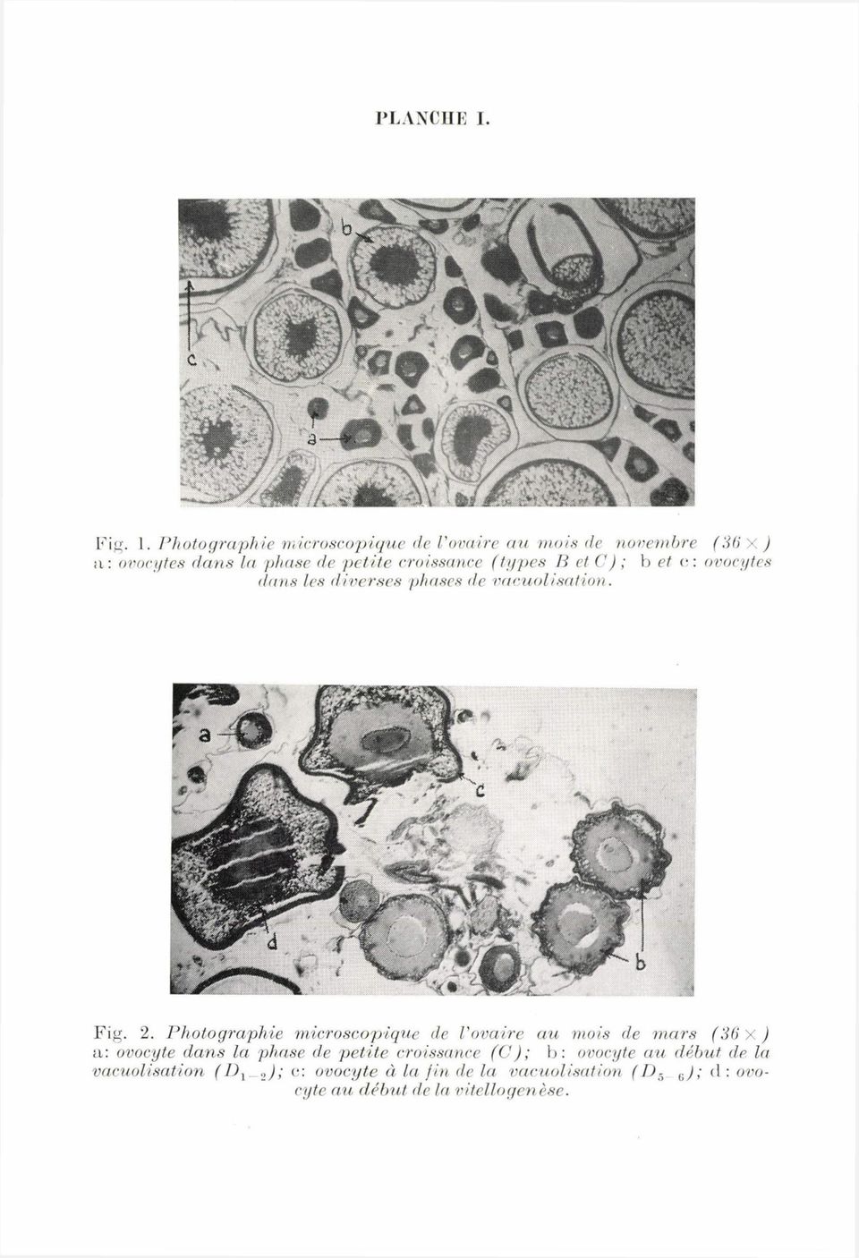 (types B et C) ; b et o: ovocytes dans les diverses phases de vacuolization. Fig. 2.