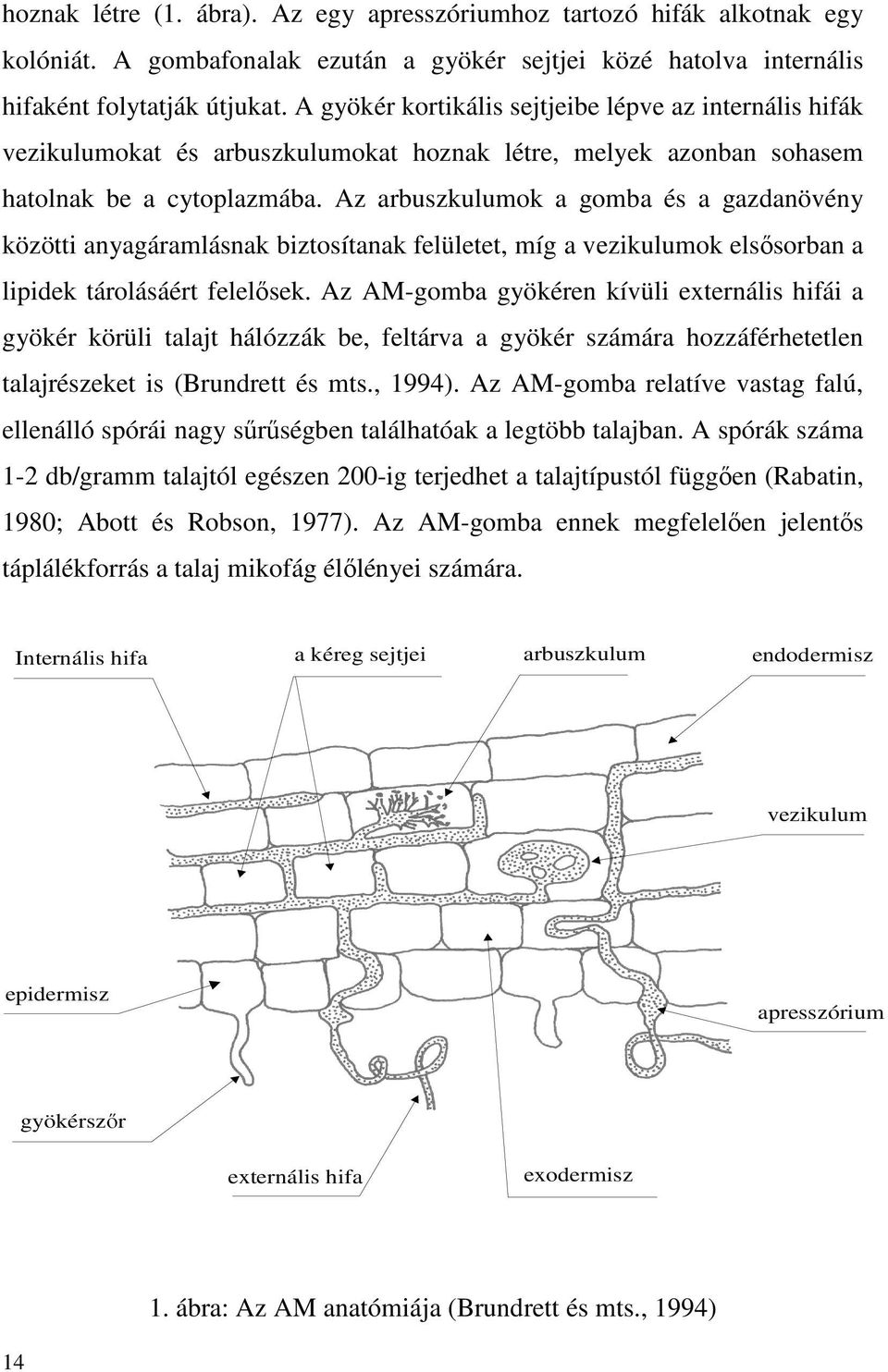 Az arbuszkulumok a gomba és a gazdanövény közötti anyagáramlásnak biztosítanak felületet, míg a vezikulumok elsısorban a lipidek tárolásáért felelısek.