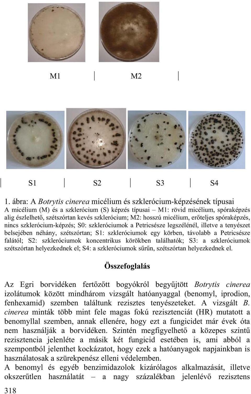 M2: hosszú micélium, er teljes spóraképzés, nincs szklerócium-képzés; S0: szkleróciumok a Petricsésze legszélénél, illetve a tenyészet belsejében néhány, szétszórtan; S1: szkleróciumok egy körben,