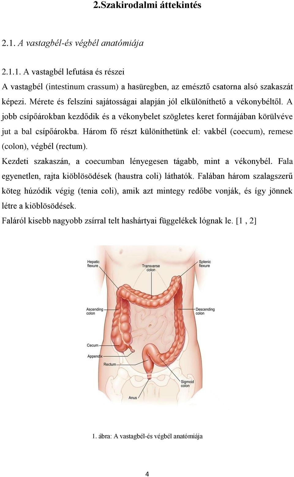 Három fő részt különíthetünk el: vakbél (coecum), remese (colon), végbél (rectum). Kezdeti szakaszán, a coecumban lényegesen tágabb, mint a vékonybél.