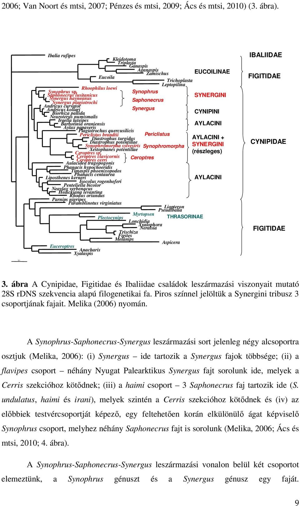 Synophrus Saphonecrus lusitanicus Synergus hayneanus Synergus plagiotrochi Saphonecrus Andricus curvator Andricus kollari Synergus Biorhiza pallida Neuroterus numismalis Iraella luteipes Barbotinia