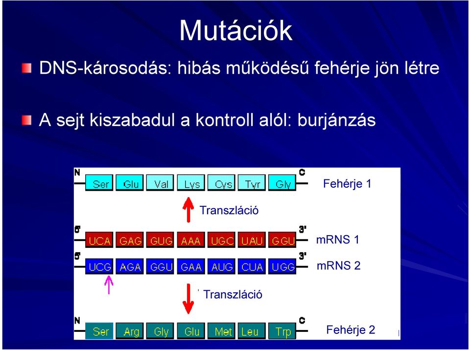 kontroll alól: burjánzás Fehérje 1