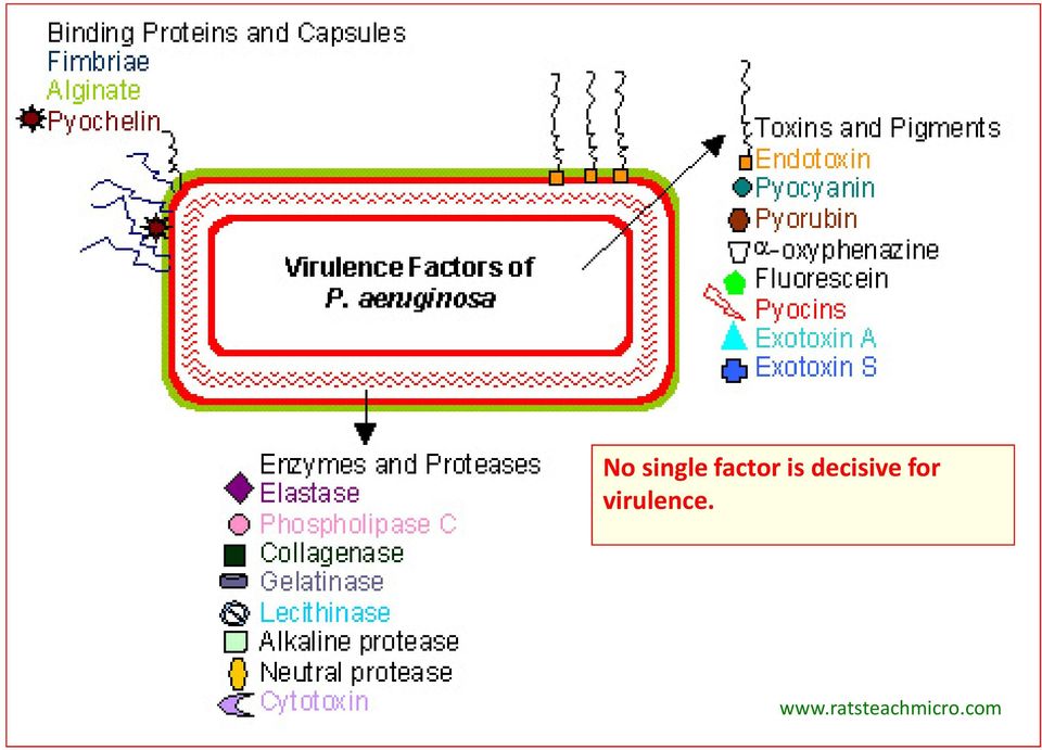 virulence. www.