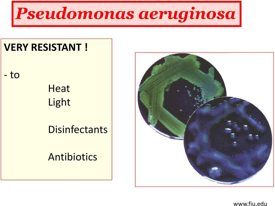 -to Heat Light