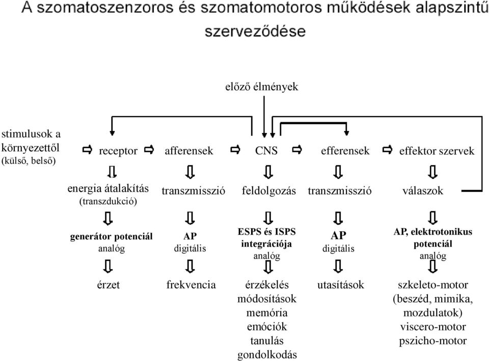 ESPS és ISPS integrációja analóg AP digitális AP, elektrotonikus potenciál analóg érzet frekvencia érzékelés