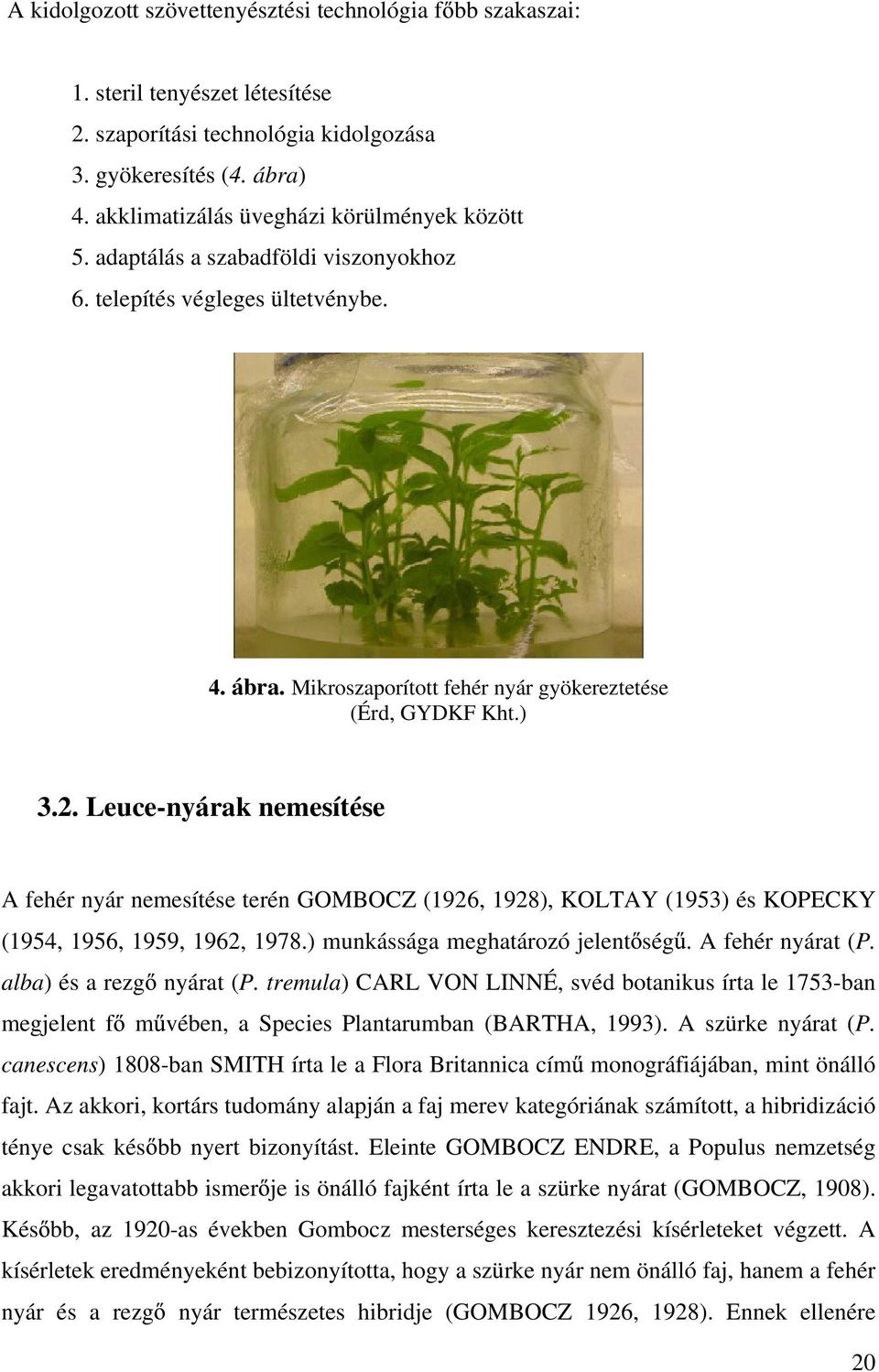 Leuce-nyárak nemesítése A fehér nyár nemesítése terén GOMBOCZ (1926, 1928), KOLTAY (1953) és KOPECKY (1954, 1956, 1959, 1962, 1978.) munkássága meghatározó jelent ség. A fehér nyárat (P.