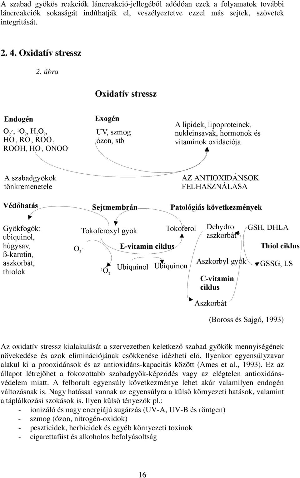 Ilyenkor egyensúlyzavar alakul ki a prooxidánsok és az antioxidáns-kapacitás között (Ames et al., 1993).