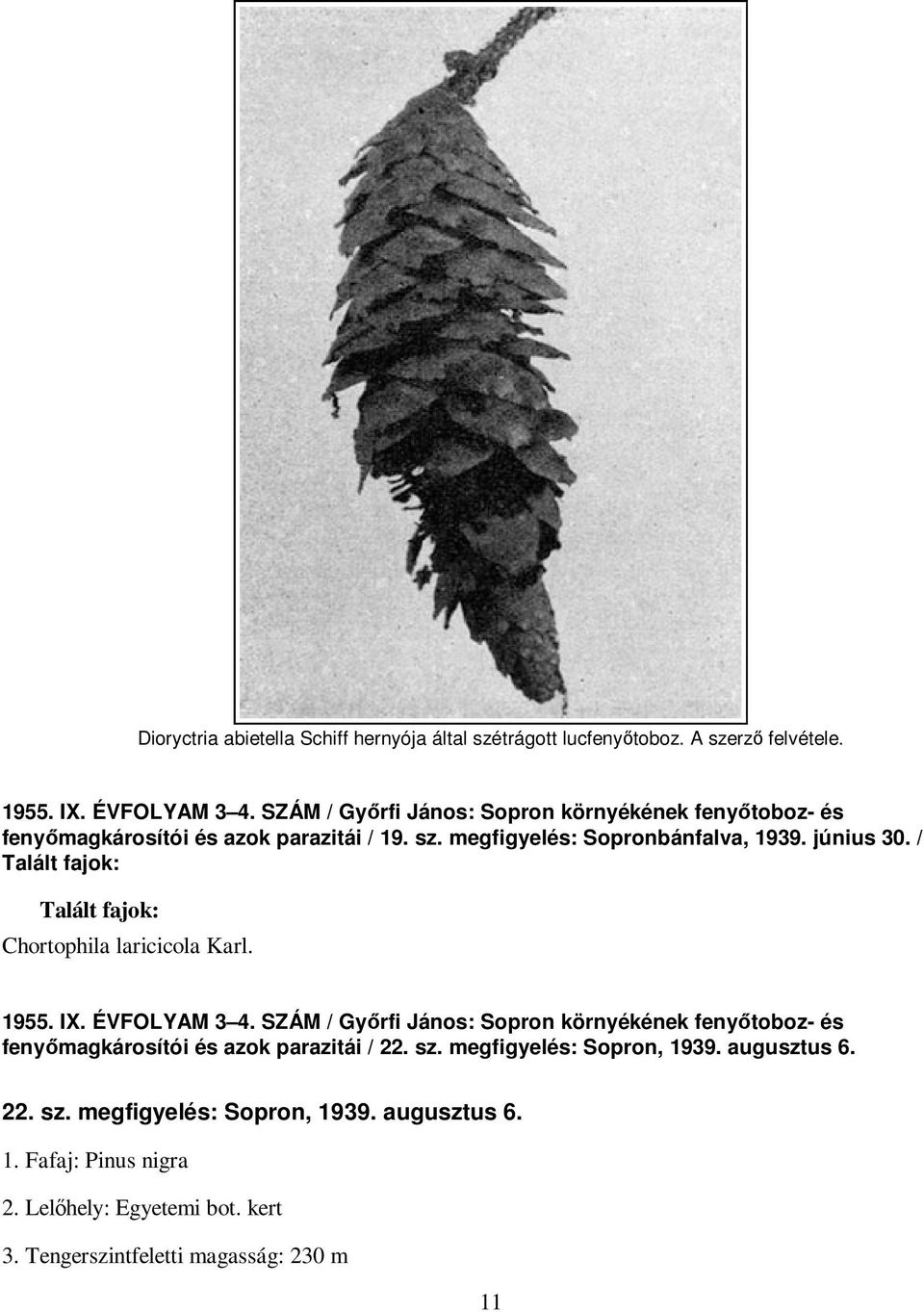 / Talált fajok: Talált fajok: Chortophila laricicola Karl. 1955. IX. ÉVFOLYAM 3 4.