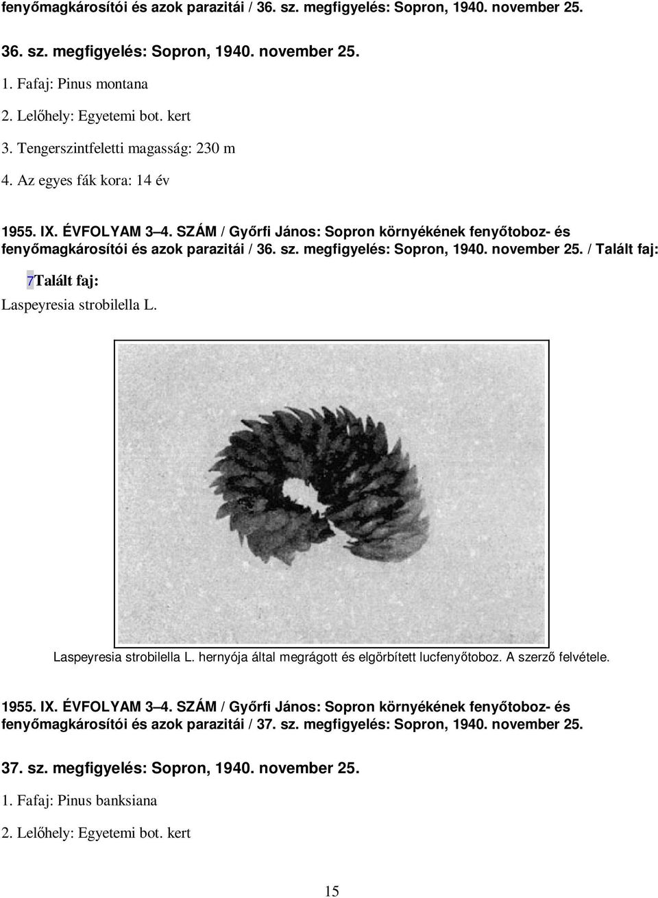 megfigyelés: Sopron, 1940. november 25. / Talált faj: 7Talált faj: Laspeyresia strobilella L. Laspeyresia strobilella L. hernyója által megrágott és elgörbített lucfenyıtoboz. A szerzı felvétele.
