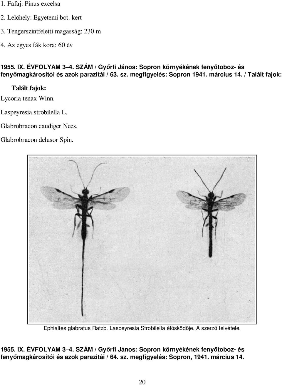 / Talált fajok: Talált fajok: Lycoria tenax Winn. Laspeyresia strobilella L. Glabrobracon caudiger Nees. Glabrobracon delusor Spin. Ephialtes glabratus Ratzb.