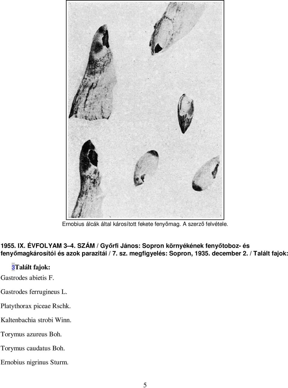 megfigyelés: Sopron, 1935. december 2. / Talált fajok: 3Talált fajok: Gastrodes abietis F.