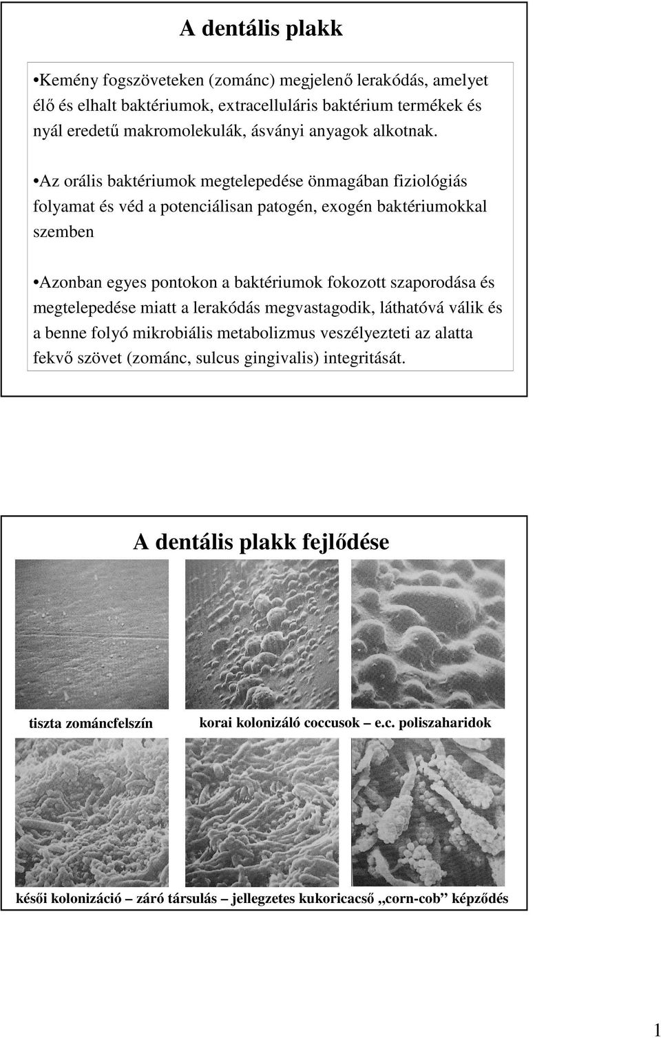 Az orális baktériumok megtelepedése önmagában fiziológiás folyamat és véd a potenciálisan patogén, exogén baktériumokkal szemben Azonban egyes pontokon a baktériumok fokozott