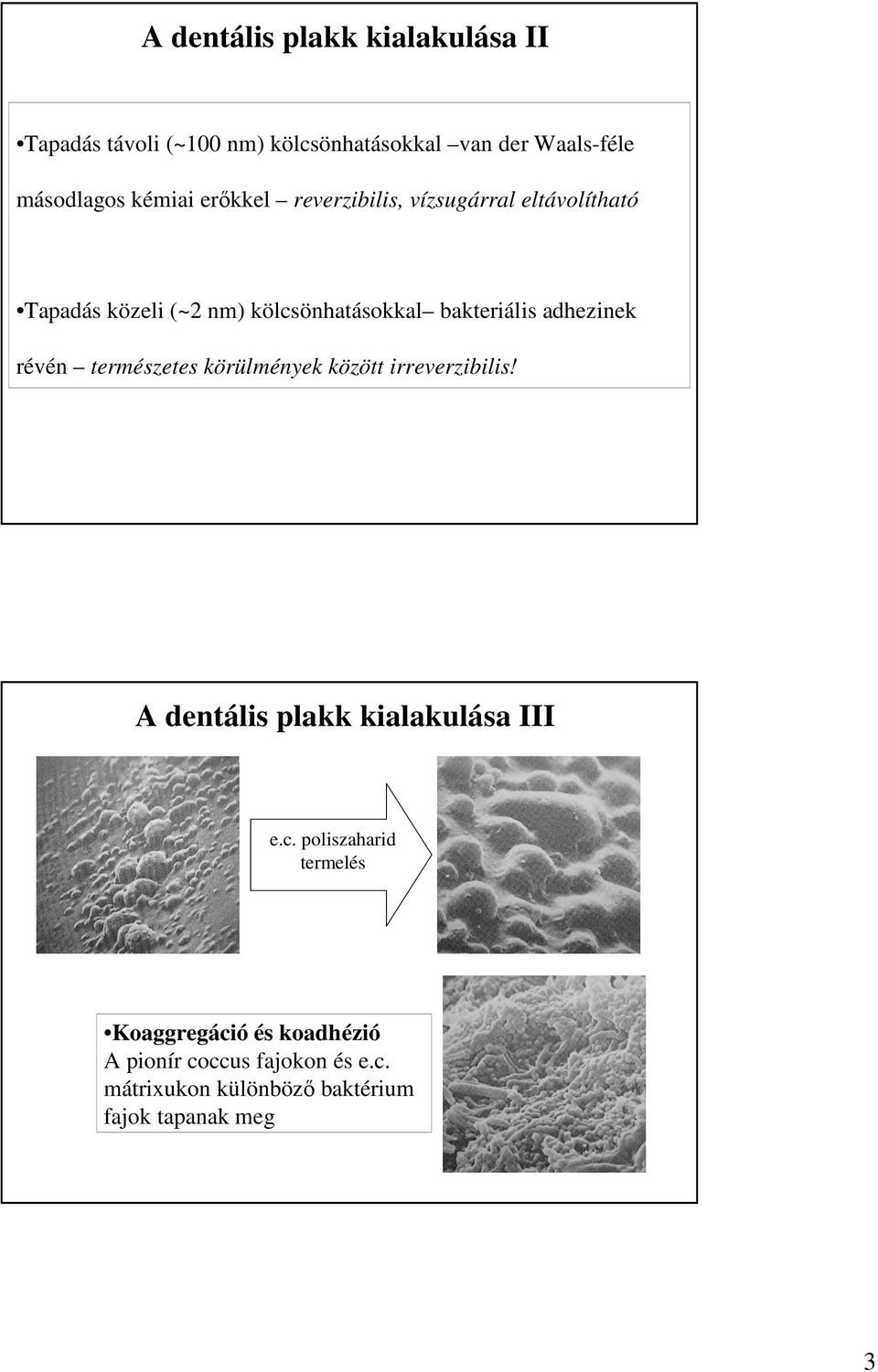 adhezinek révén természetes körülmények között irreverzibilis! A dentális plakk kialakulása III e.c.