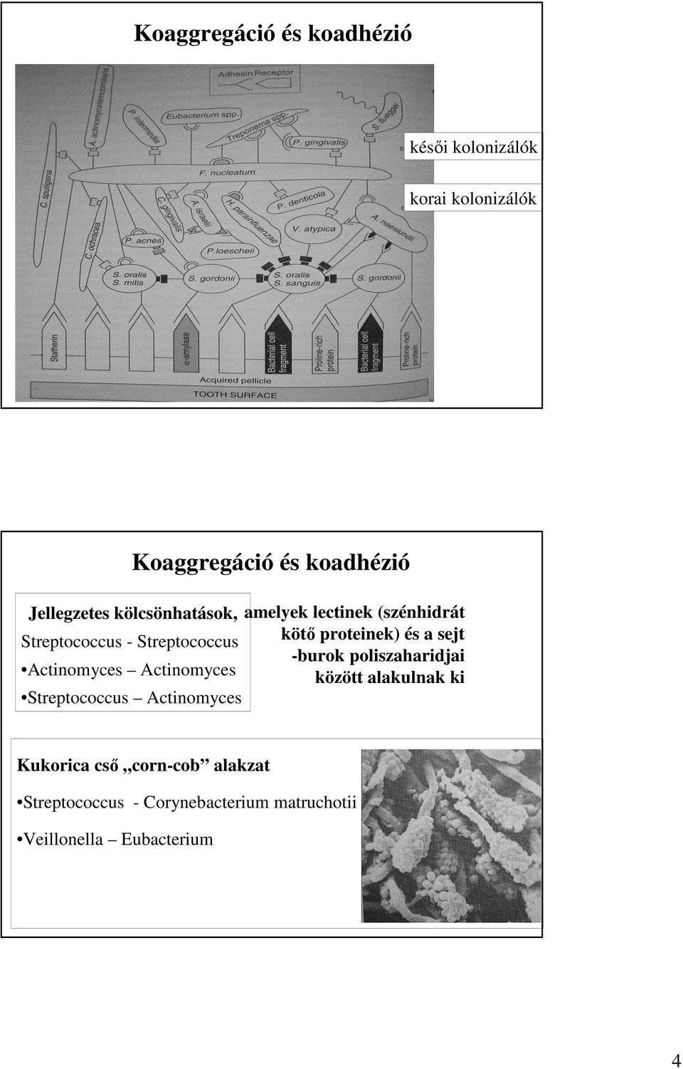 Streptococcus -burok poliszaharidjai Actinomyces Actinomyces között alakulnak ki Streptococcus