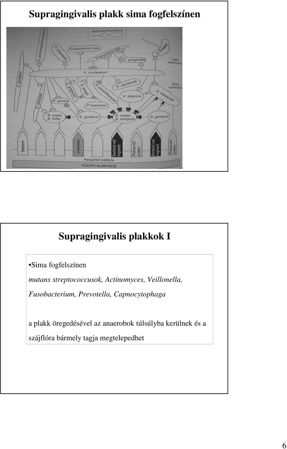 Fusobacterium, Prevotella, Capnocytophaga a plakk öregedésével az