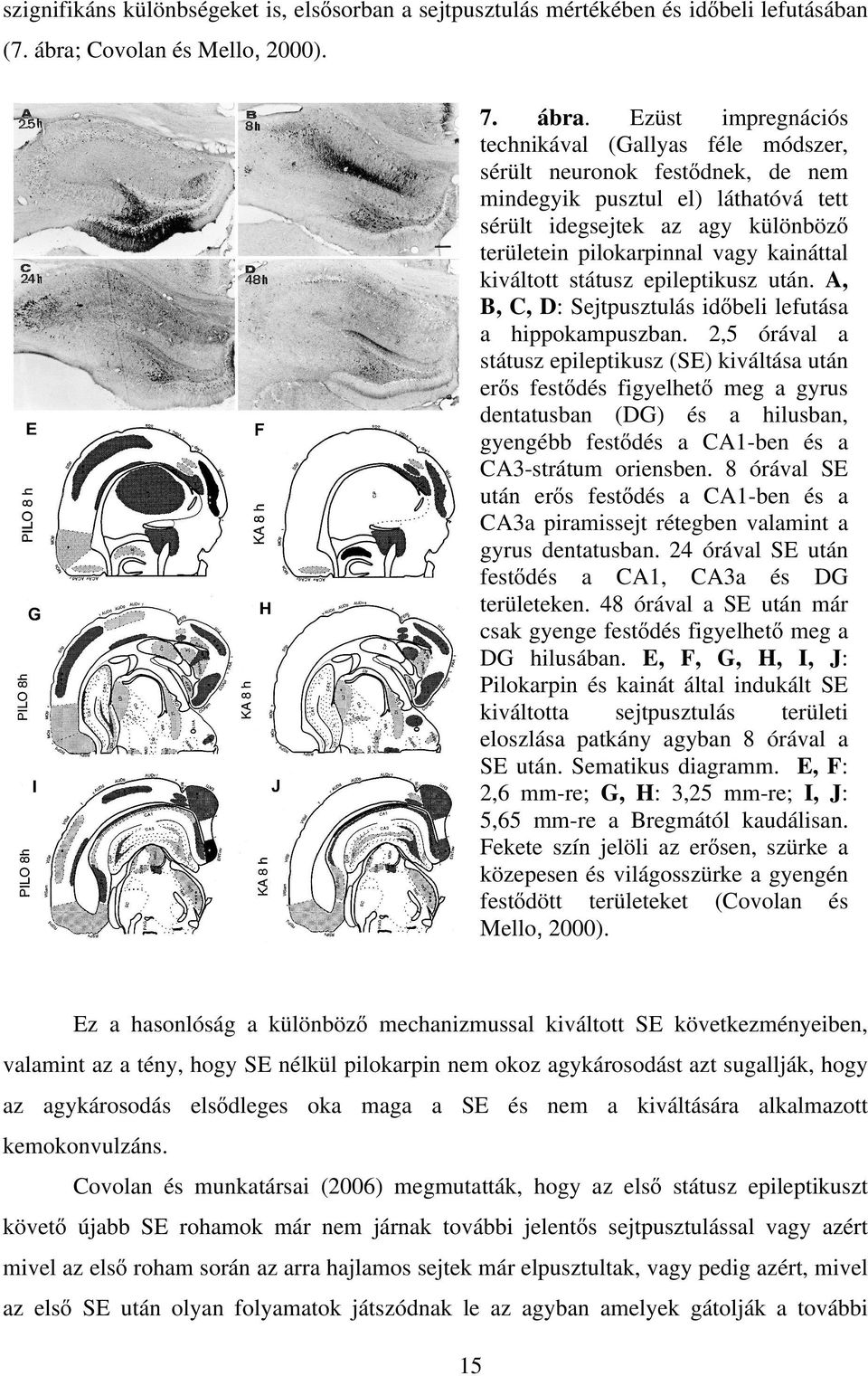 Ezüst impregnációs technikával (Gallyas féle módszer, sérült neuronok festıdnek, de nem mindegyik pusztul el) láthatóvá tett sérült idegsejtek az agy különbözı területein pilokarpinnal vagy kaináttal