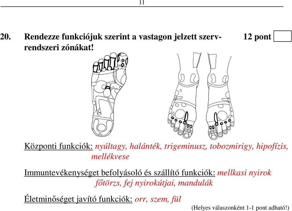 Központi funkciók: nyúltagy, halánték, trigeminusz, tobozmirigy, hipofízis,